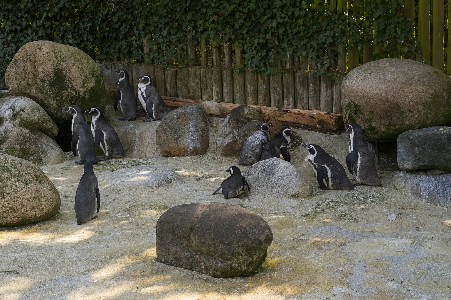 Kurpark Döse Pinguine